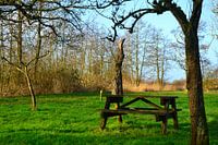 Banc de pique-nique dans un champ vert sous de vieux arbres