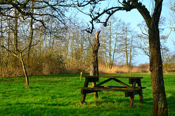 Banc de pique-nique dans un champ vert sous de vieux arbres