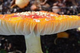 Vliegenzwam by Anita van der Wiel