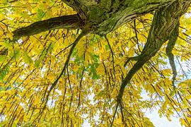 From below leaves and branches from tree in fall season by Ben Schonewille