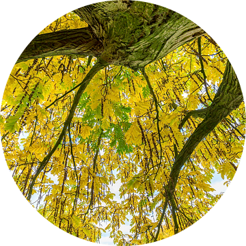Onderkant bladeren en takken van boom van Ben Schonewille