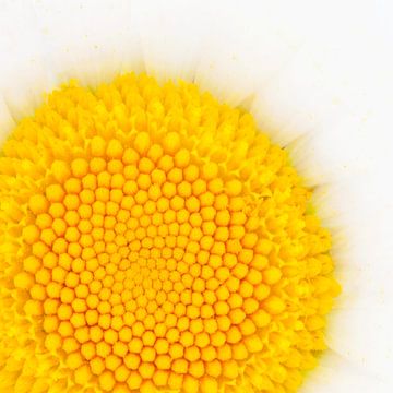 Gele gloed van LANETfotografie