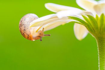 Snail on a Daisy
