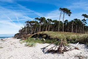 Trees on shore of the Baltic Sea van Rico Ködder