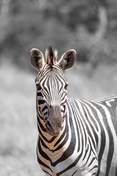 The art of black and white in nature by Levi Van den Berg
