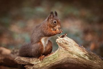 Un écureuil qui mange. sur Janny Beimers