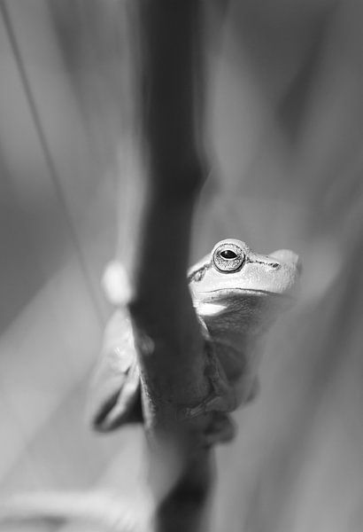 Porträt eines Laubfrosches.schwarz und weiß von Daniëlle Eibrink Jansen