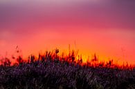 La bruyère au coucher du soleil par Berdien van Drogen Aperçu