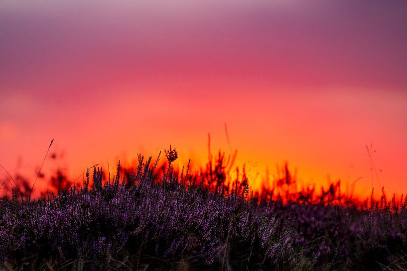 La bruyère au coucher du soleil par Berdien van Drogen