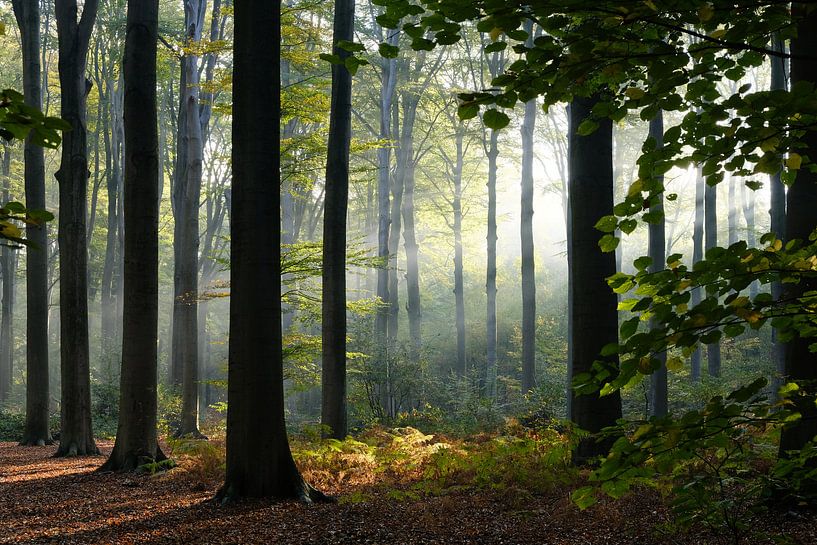 hoge bomen bos by Ann Beckers