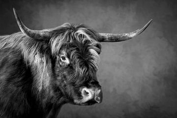 Highlander écossais : portrait dur en noir et blanc