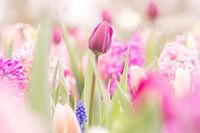 Fleurs de printemps