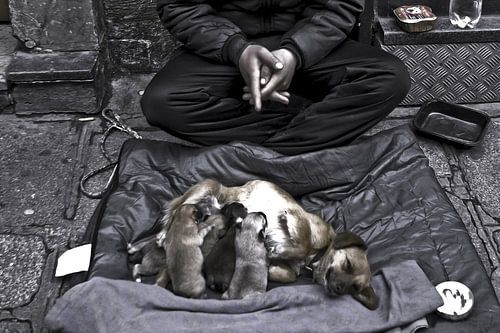 Picture of a stray with dogs in Paris.
