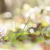 Krokus in het bos van R Smallenbroek