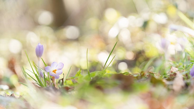 Crocus dans la forêt par R Smallenbroek