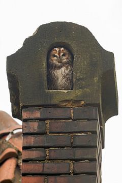 Waldkauz (Strix aluco ) sitzt gemütlich in einem alten aus roten Ziegeln gemauerten Kamin, Schornste von wunderbare Erde