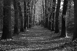 L'automne dans la forêt