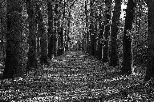 Autumn in the forest