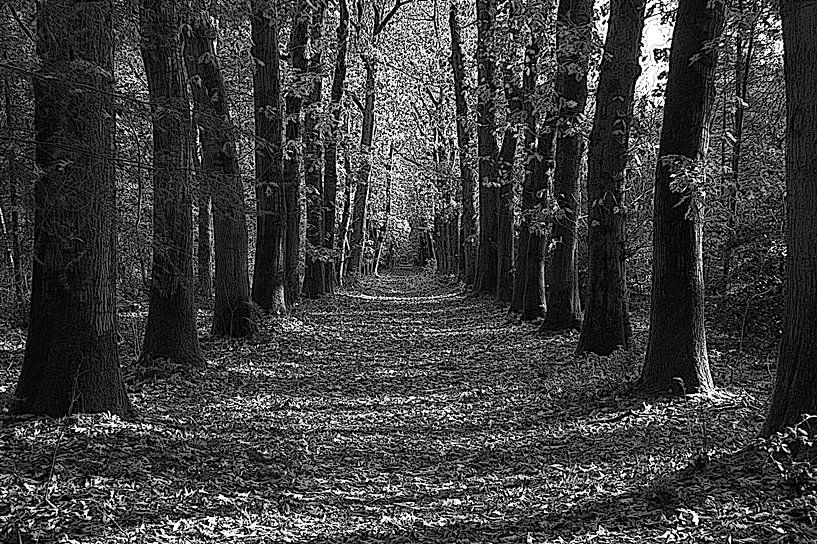 Herbst im Wald von Jose Lok