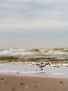 Strandlopertje In De Branding van Mr White Takes Pictures