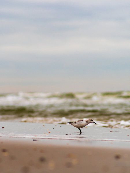 Beach Runner In The Surf by Mr White Takes Pictures