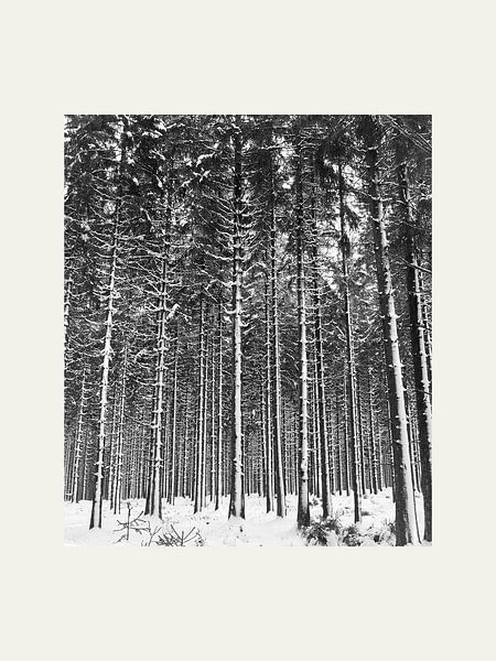 Weiße Birken, bedeckt mit einer Schneeschicht von @Unique