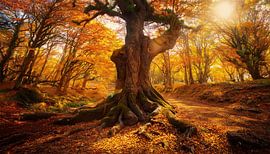 Oude boom met zonnestralen