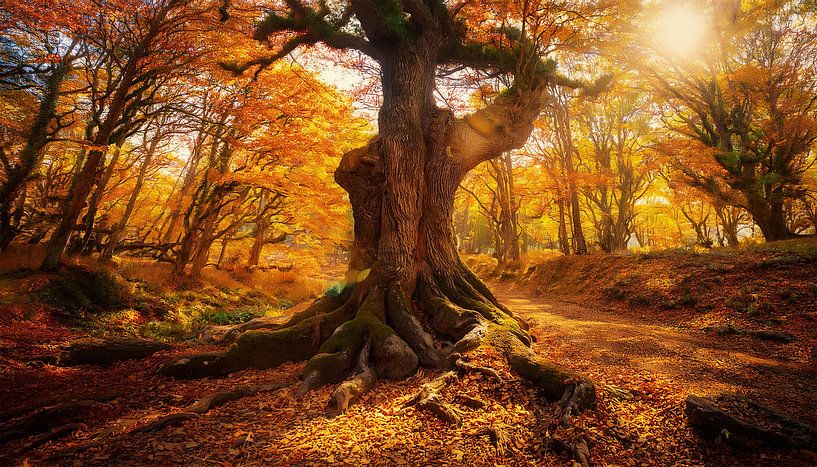 Oude boom met zonnestralen van Mustafa Kurnaz