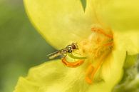 Long body (hoverfly) by Moetwil en van Dijk - Fotografie thumbnail