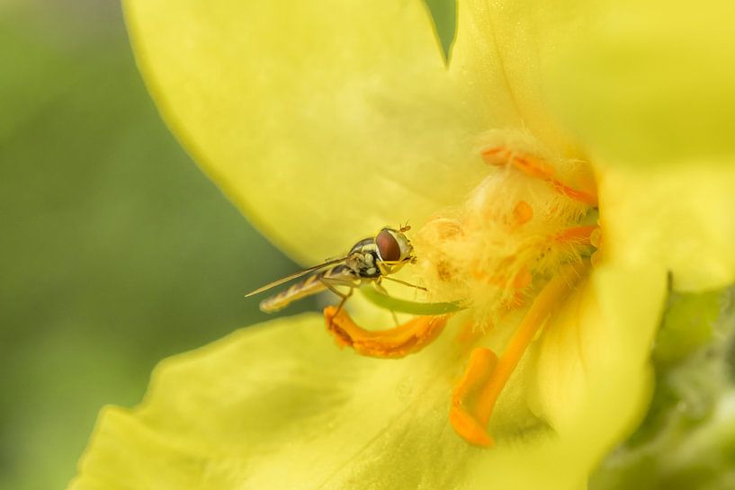 Long body (hoverfly) by Moetwil en van Dijk - Fotografie