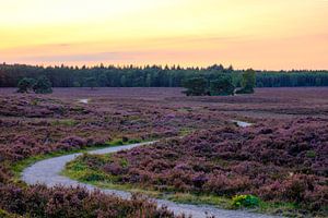 Blooming Heather plants in Heathland landscape during sunset in 