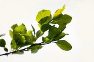 spring branch by Kim van Beveren thumbnail