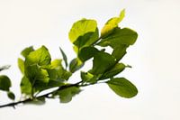 spring branch