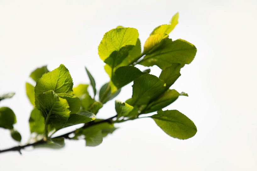 spring branch by Kim van Beveren