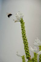 Natuur
