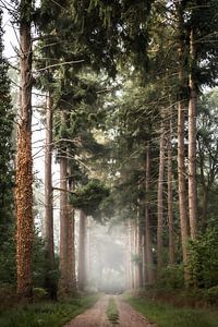 Mistige bomenlaan van Rob Willemsen photography