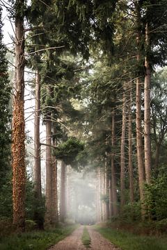 Neblige Allee der Bäume von Rob Willemsen photography