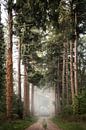Foggy avenue of trees by Rob Willemsen photography thumbnail