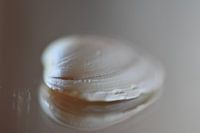 Zee schelp dichtbij