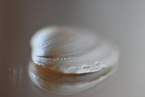 Makroaufnahme einer muschel