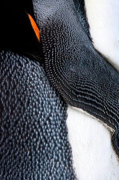 Sleeping King Penguin by Beschermingswerk voor aan uw muur
