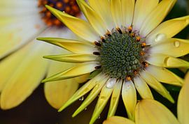 Gele Spaanse Margriet by Marije Lintveld
