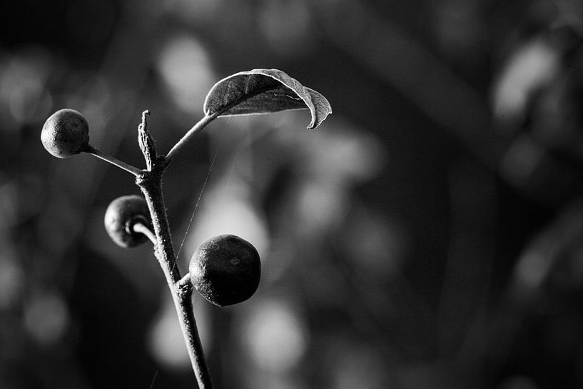 Leaf/leave van Bram van Dal