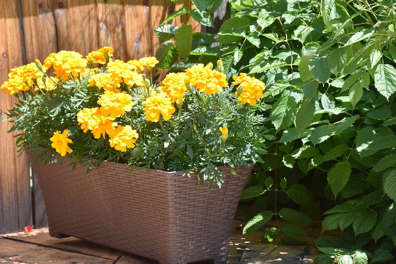 Flowers on the patio by Claude Laprise