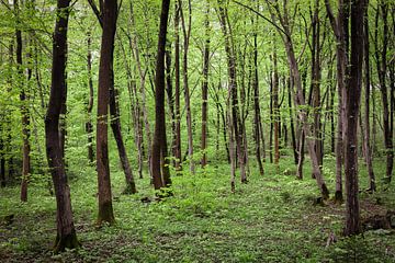 Green explosion by Rudolf Pelzl