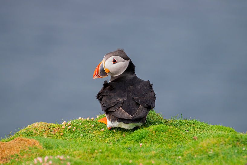 Puffin by Merijn Loch