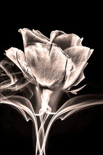 Veste de soirée rose en couleur monotone