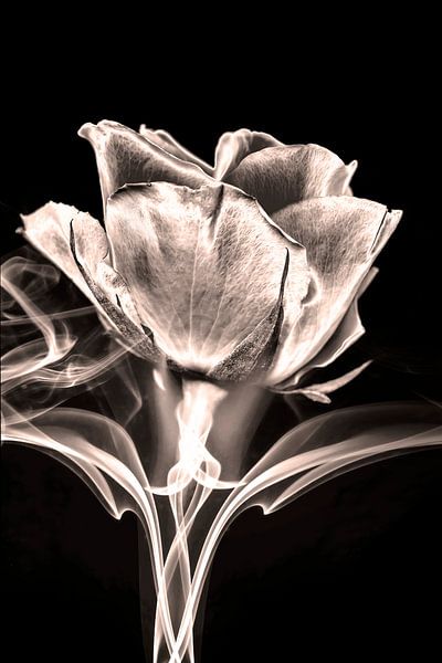 Smoking rosa in monotoner Farbe von Humphry Jacobs