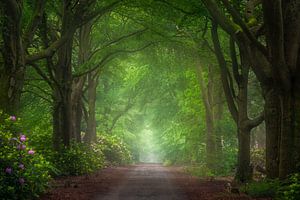 Buchenallee mit Rhododendren