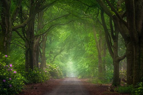 Beech Avenue with Rhododendrons